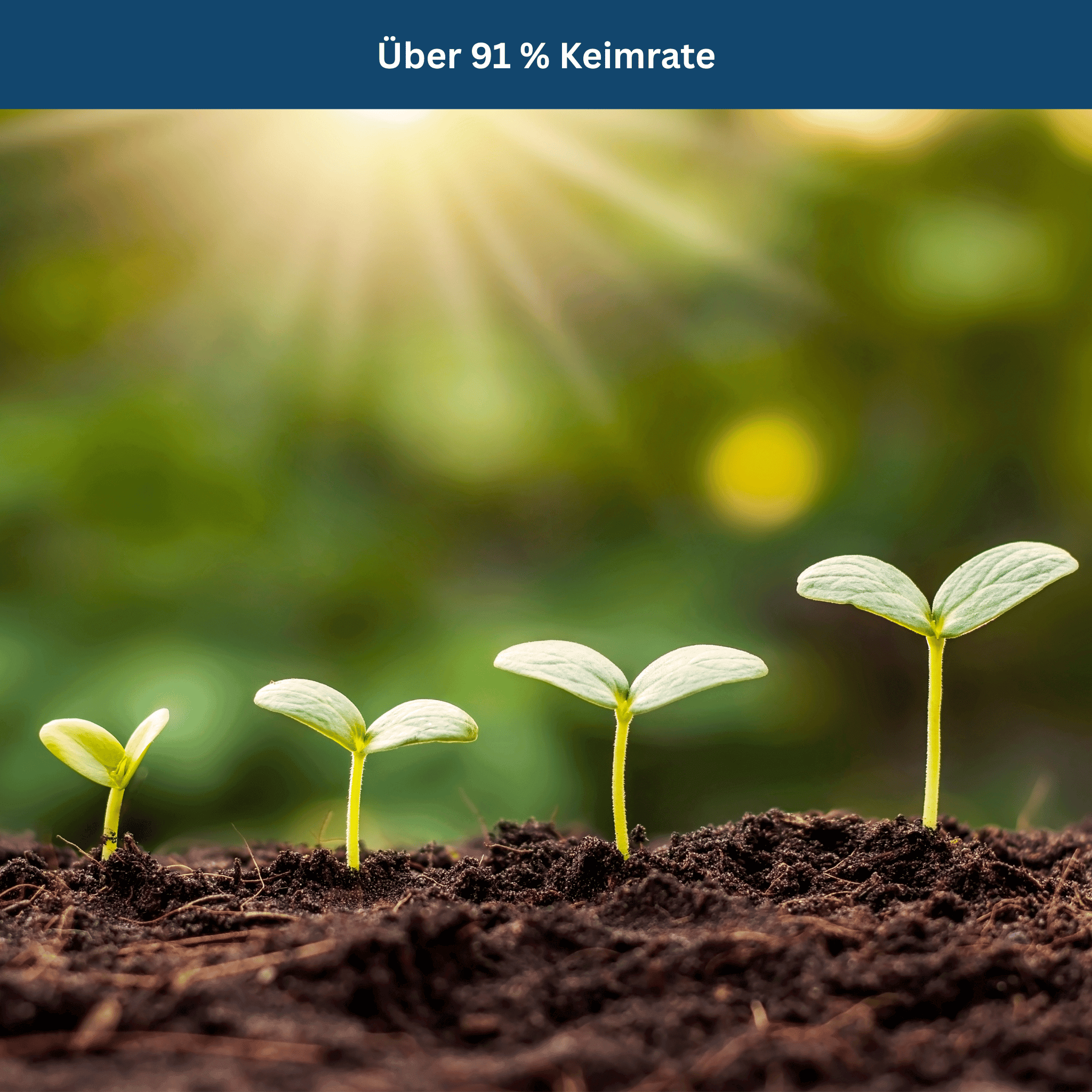 Survival Tuinset – 35 Biologische Variëteiten, 16.000+ Zaden